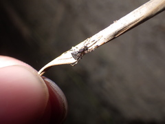 Episinus