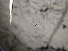 Episinus