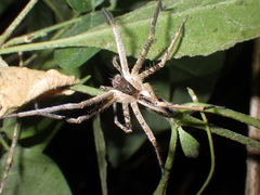 Heteropoda ocyalina