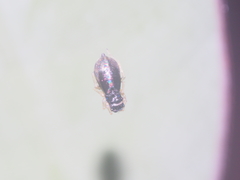 Phintella bifurcilinea