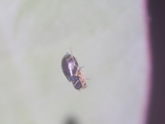 Phintella bifurcilinea