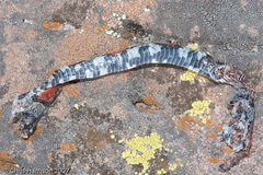 Lampropeltis alterna