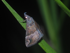 Hypena assimilis