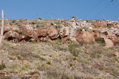 Lampropeltis alterna