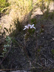 Wahlenbergia calcarea