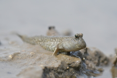 Periophthalmus modestus