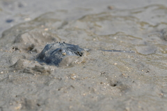 Tachypleus tridentatus