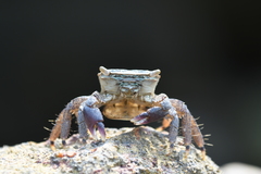 Metopograpsus quadridentatus