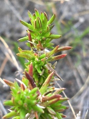 Wahlenbergia calcarea