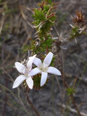 Wahlenbergia calcarea
