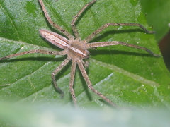 Heteropoda ocyalina