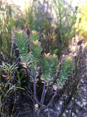 Euphorbia genistoides
