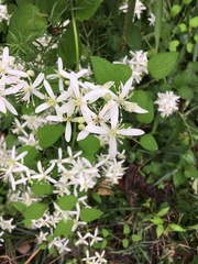 Clematis terniflora