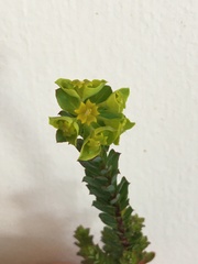 Euphorbia genistoides