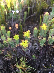 Euphorbia genistoides