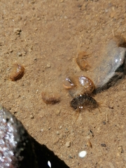 Gammarus fossarum