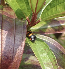 Cosmoscarta abdominalis