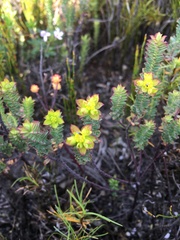 Euphorbia genistoides