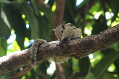 Funambulus palmarum