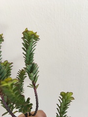 Euphorbia genistoides