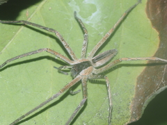 Heteropoda ocyalina