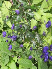 Aconitum delphiniifolium