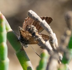 Theclinesthes sulpitius