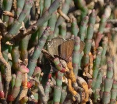 Theclinesthes sulpitius