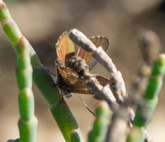 Theclinesthes sulpitius