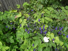 Aconitum delphiniifolium