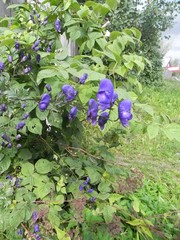Aconitum delphiniifolium