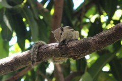 Funambulus palmarum