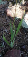 Ixia odorata
