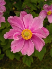 Eriocapitella × hybrida