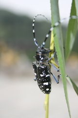 Anoplophora glabripennis