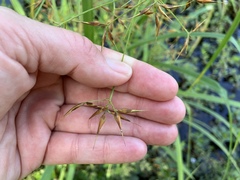 Rhynchospora inundata