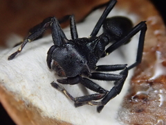 Aphantochilus rogersi