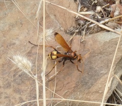 Cryptocheilus annulatus