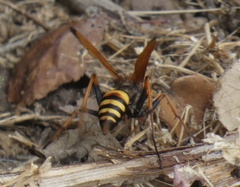 Cryptocheilus annulatus