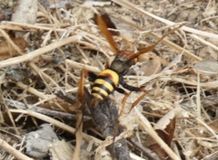 Cryptocheilus annulatus