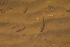 Whitefin Gudgeon photo 3