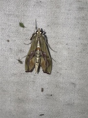 Agathodes monstralis