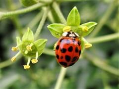 Harmonia axyridis
