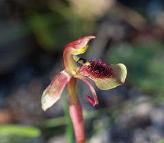 Chiloglottis curviclavia