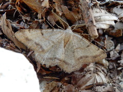 Selidosema brunnearia