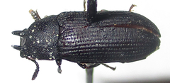 Cryphaeus taurus