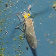 Xanthocaecilius sommermanae