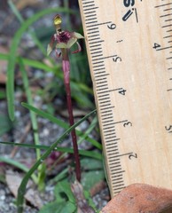 Chiloglottis curviclavia