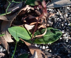 Chiloglottis curviclavia