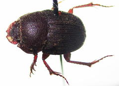 Hamonthophagus depressus